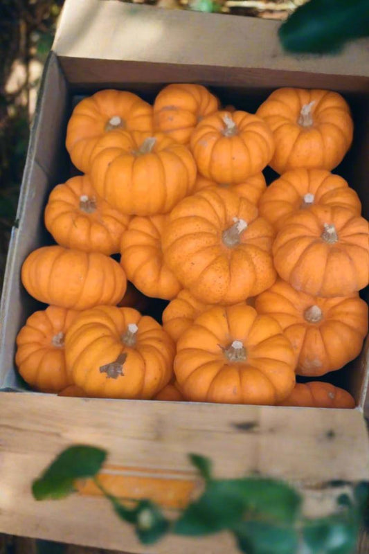 Jack be Little Pumpkin Box (x20)