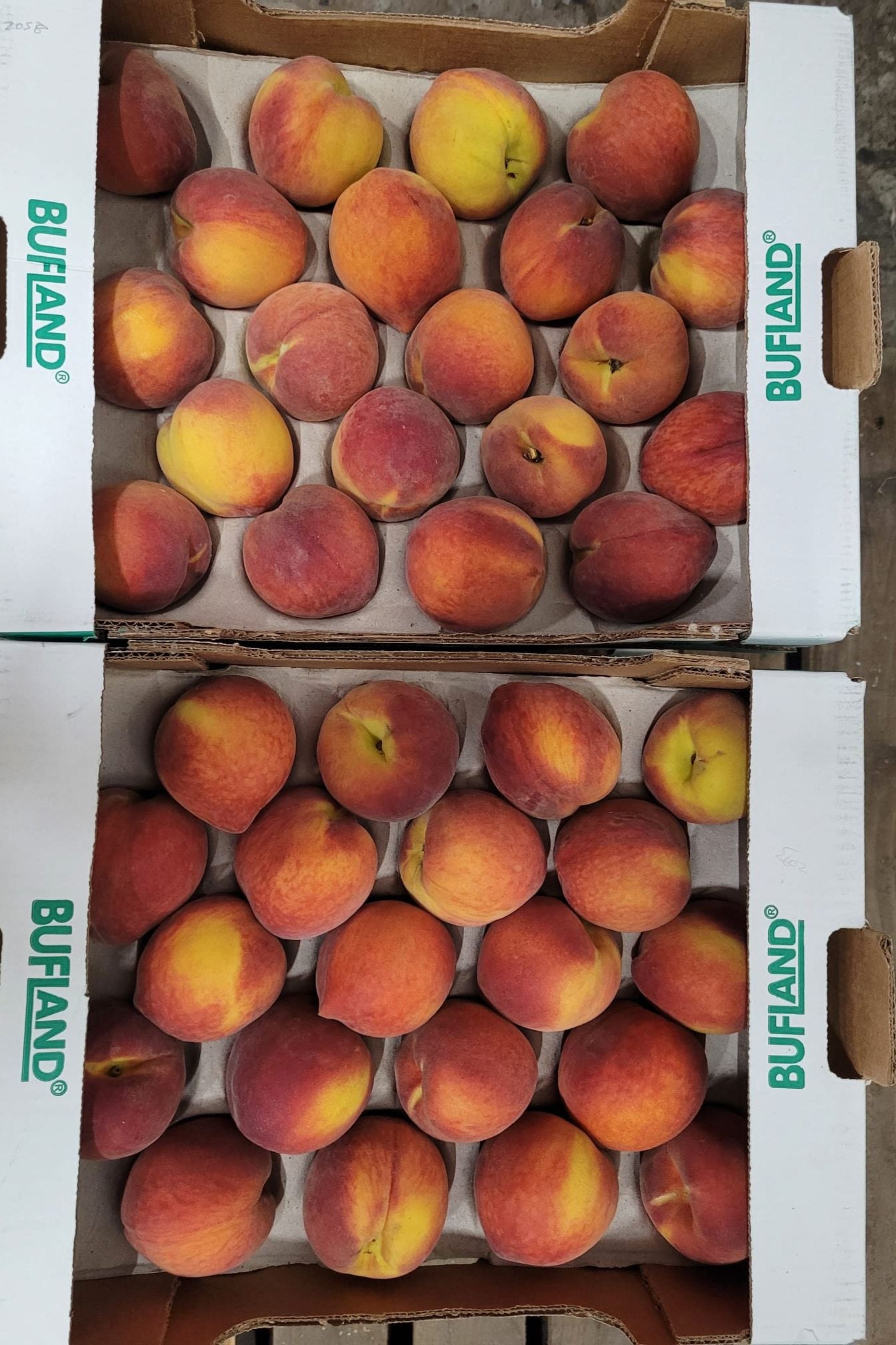 Peach [x20] Tray