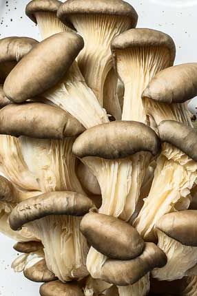 Mushroom Grey Oyster Box