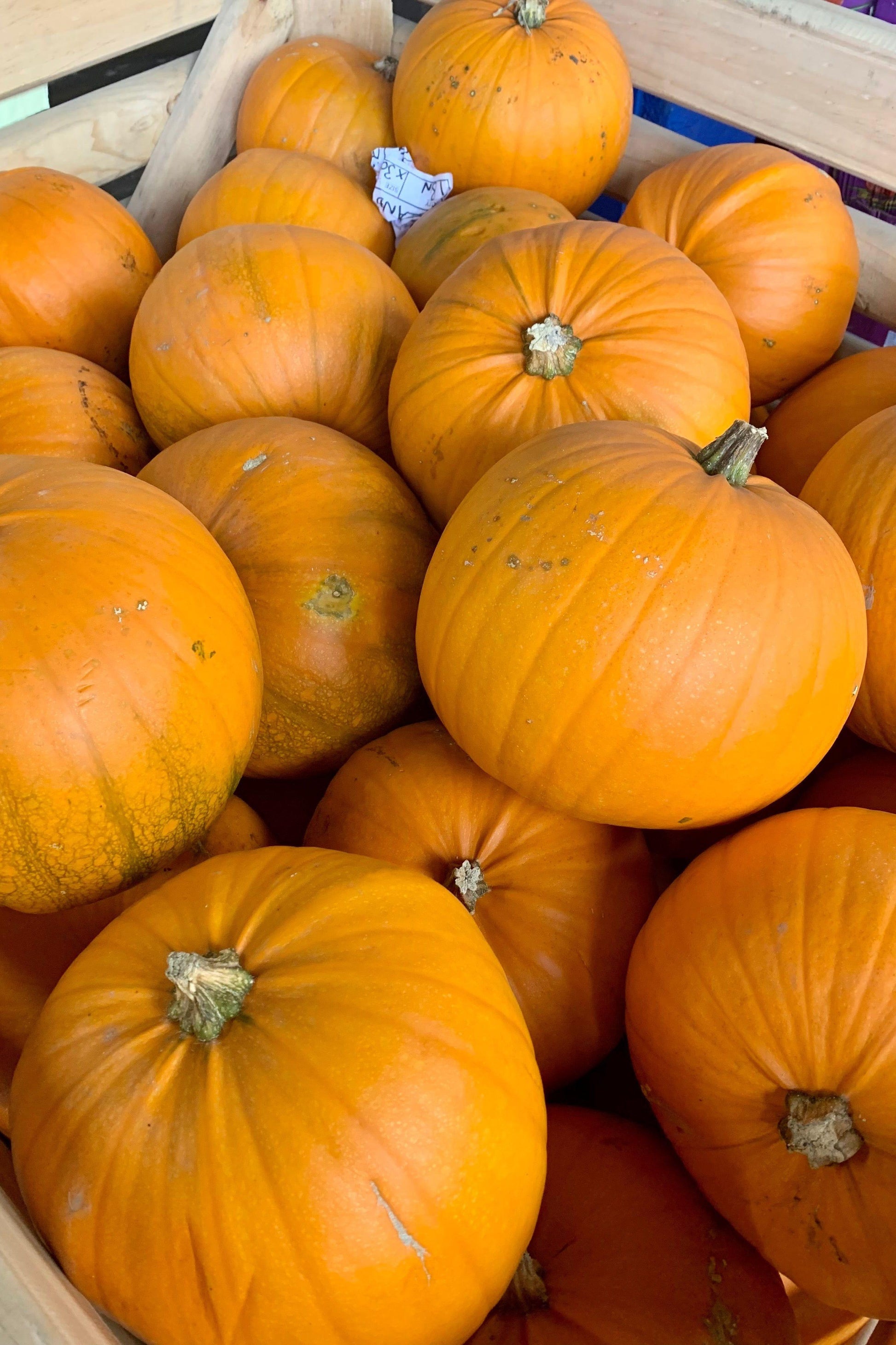 Halloween Pumpkin Large - Jackie Leonards